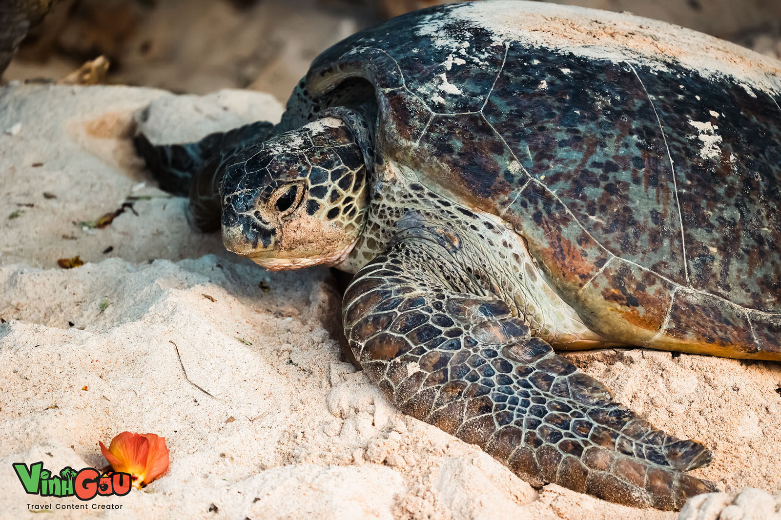 Bảo tồn rùa biển ở hòn Bảy Cạnh Côn Đảo